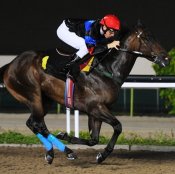 Calombaris<br>Photo by Singapore Turf Club